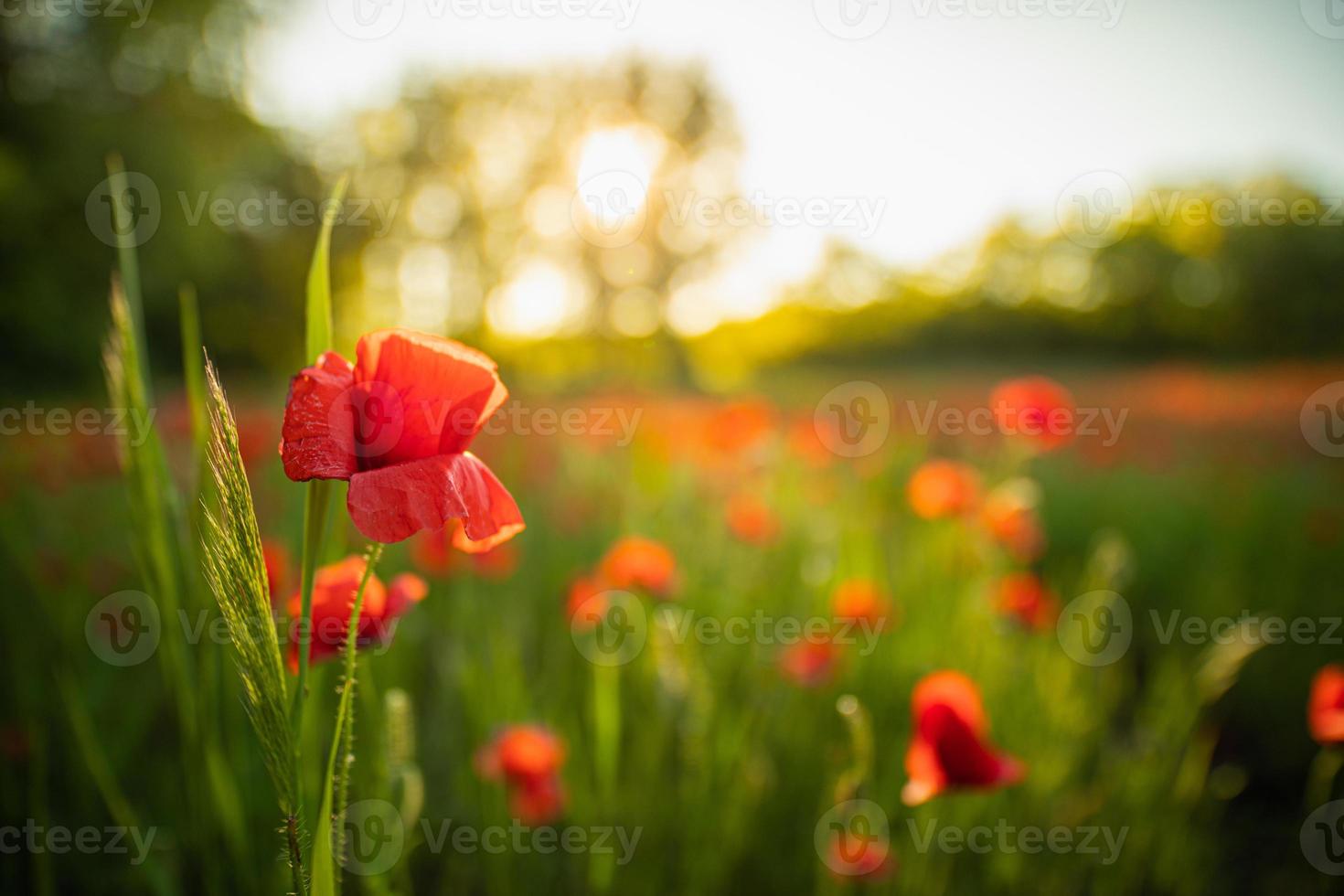 underbart landskap vid solnedgången. äng fält blommande röda vallmo. vilda blommor i våren skogsfält. fantastiskt naturlandskap på sommaren. fridfull natur solig vy på suddigt bokeh ljus foto