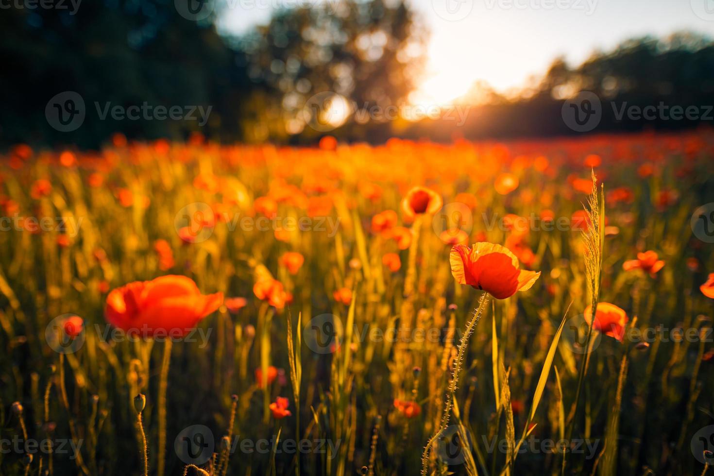 underbart landskap vid solnedgången. äng fält blommande röda vallmo. vilda blommor i våren skogsfält. fantastiskt naturlandskap på sommaren. fridfull natur solig vy på suddigt bokeh ljus foto