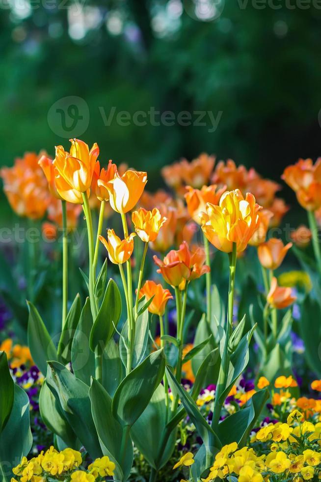 vackra trädgårdsblommor. ljusa tulpaner som blommar i vårparken. stadslandskap med dekorativa växter. foto