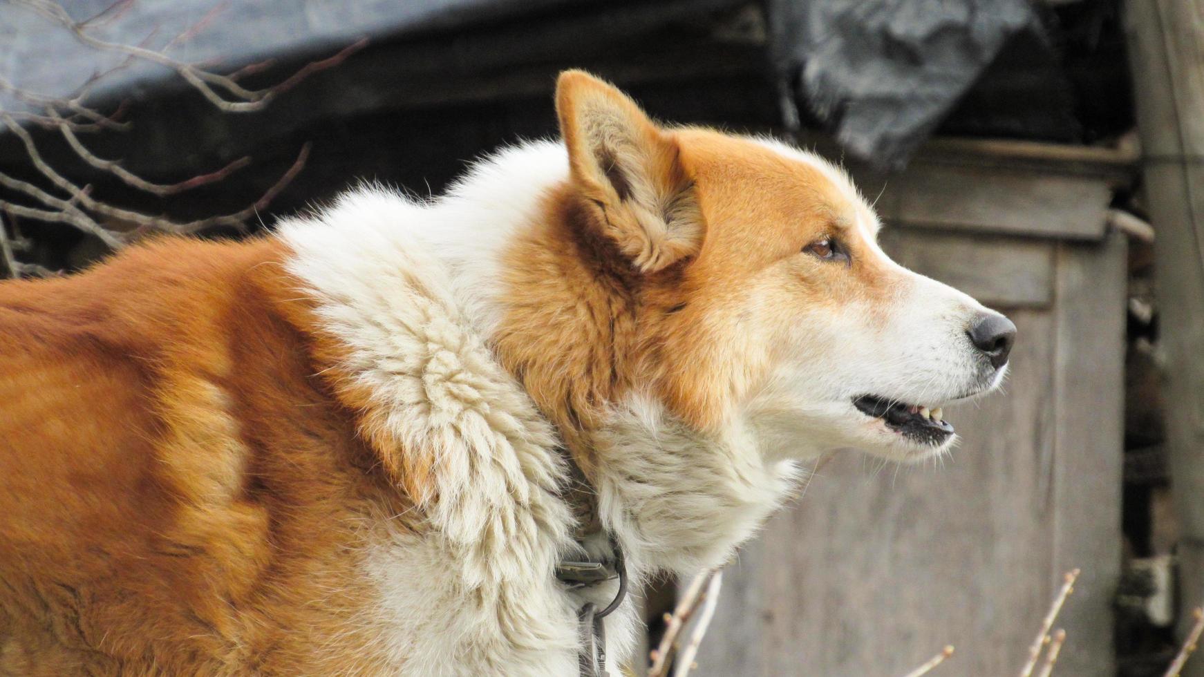 arg hund. porträtt av en röd hund. närbild av en hund foto