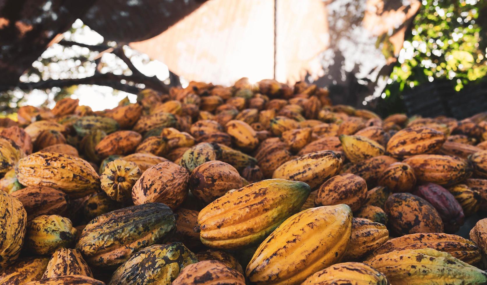 massor av färska kakaoskidor i en kakaofabrik. foto