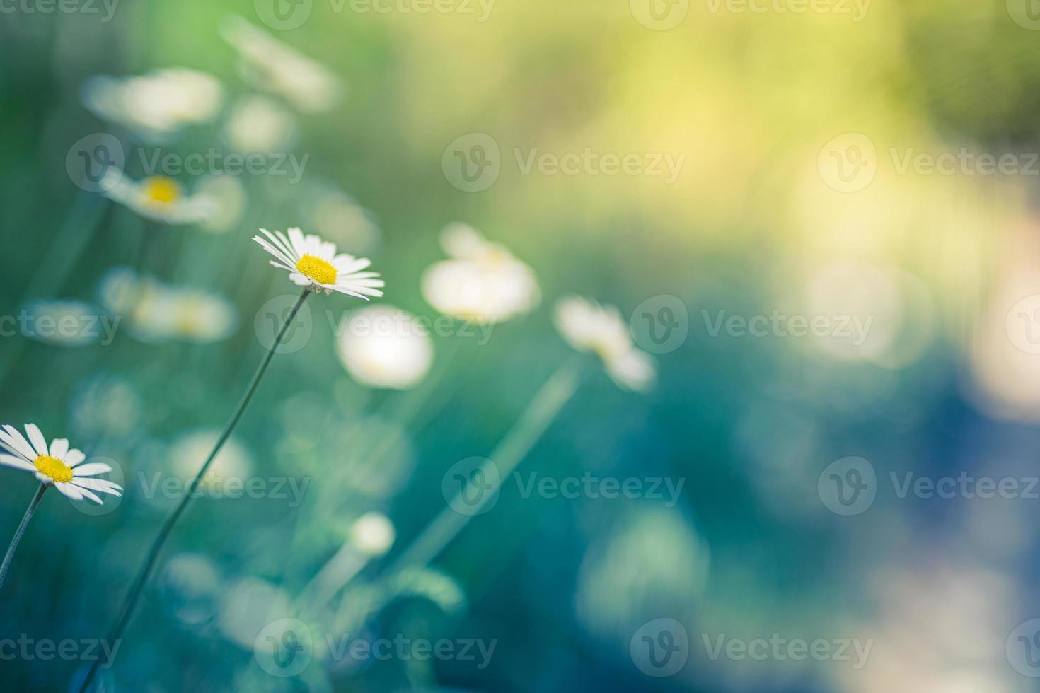 abstrakt mjukt fokus solnedgång fält landskap av vita blommor daisy gräs äng varm kall tonad solnedgång soluppgång tid. lugn vår sommar natur närbild och suddig skog bakgrund. abstrakt natur foto