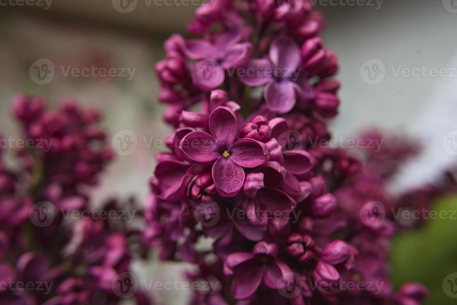 en bukett syrener. närbild. vackra violetta blommor. gratulationskort. vårblommor. foto