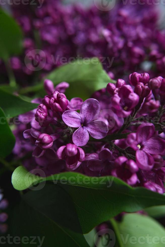 en bukett syrener. närbild. vackra violetta blommor. gratulationskort. vårblommor. foto