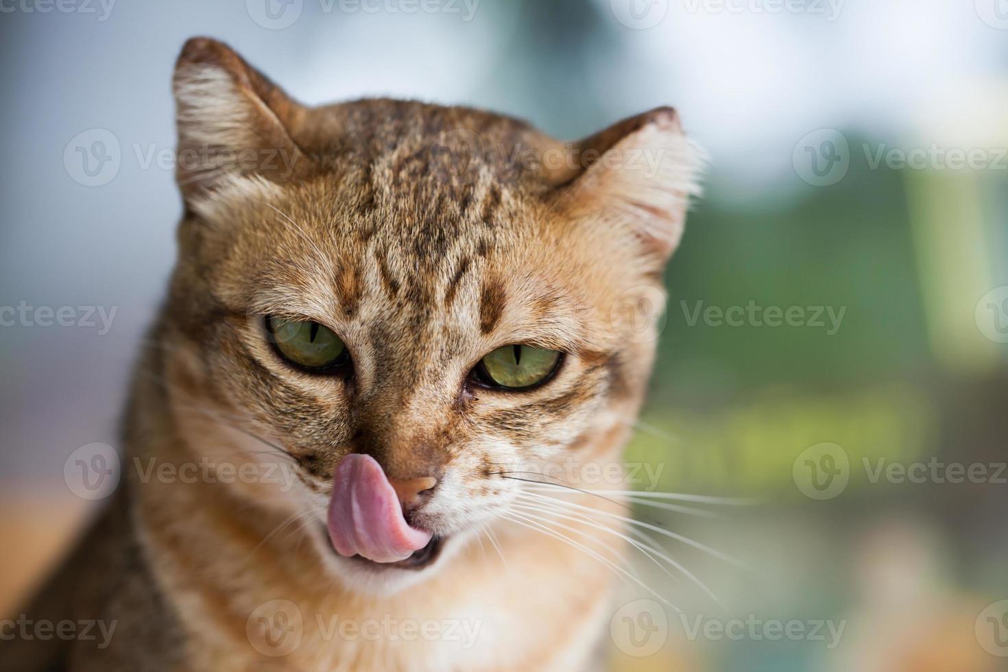 bengal katt i ljusbrunt och kräm foto