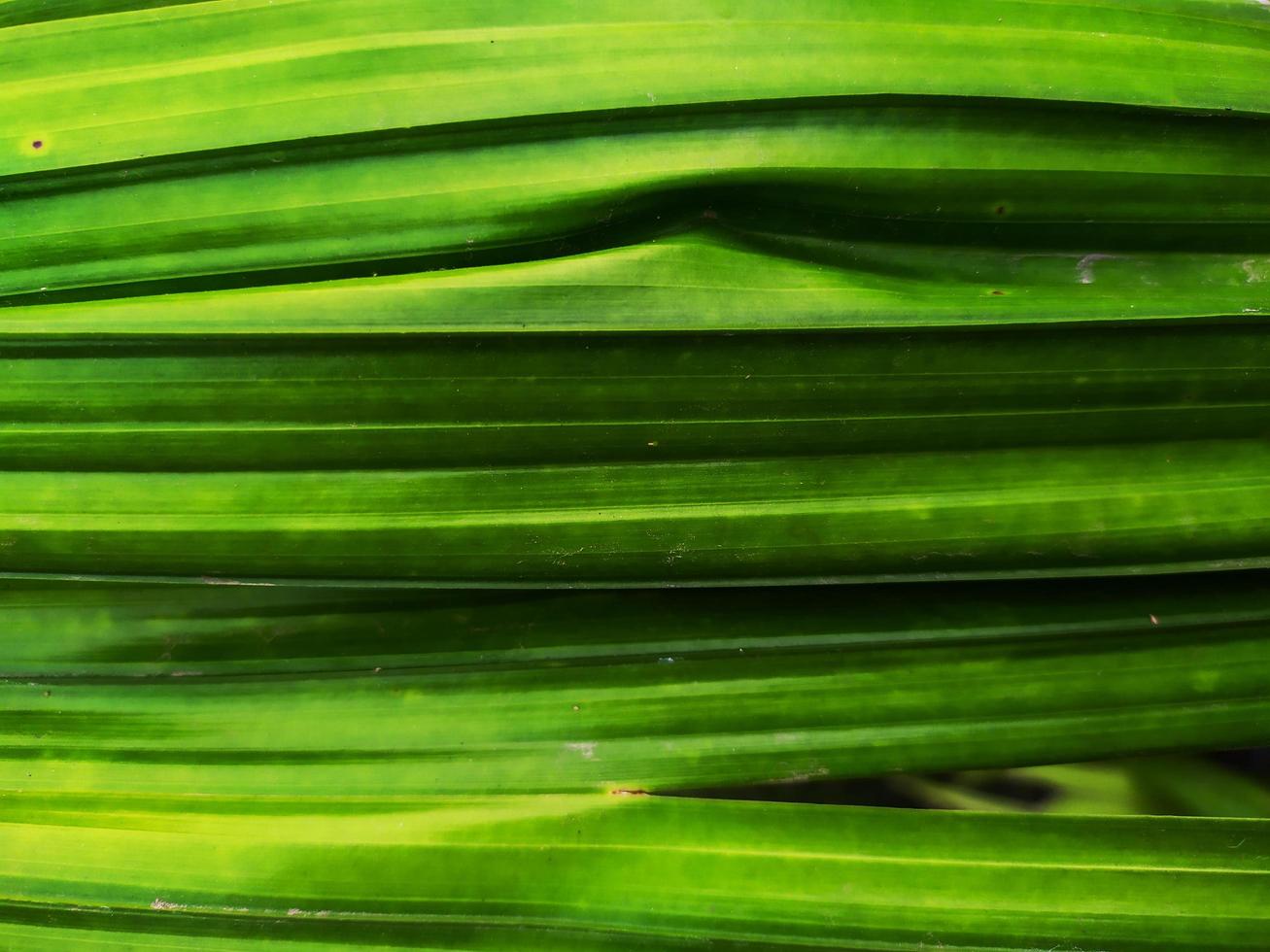 grönt blad textur bakgrund foto