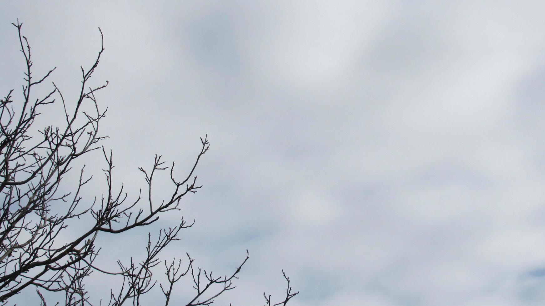 bakgrunden av trädgrenarna och himlen foto