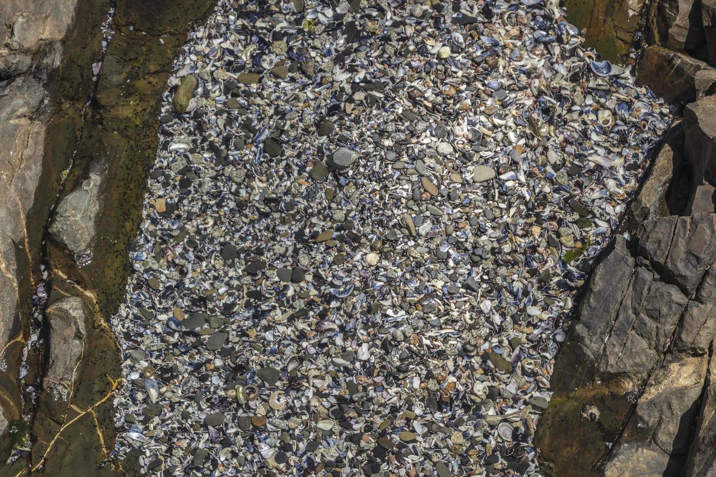 textur av snäckskal, strandsandstenar. Sea Point Kapstaden. foto