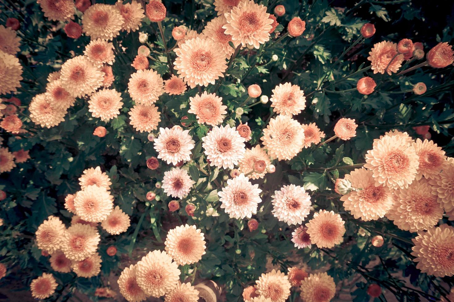 närbilder blommiga bakgrunder som framhäver de vackra detaljerna natur krysantemum blomma bakgrund blombilder som gör intryck foto