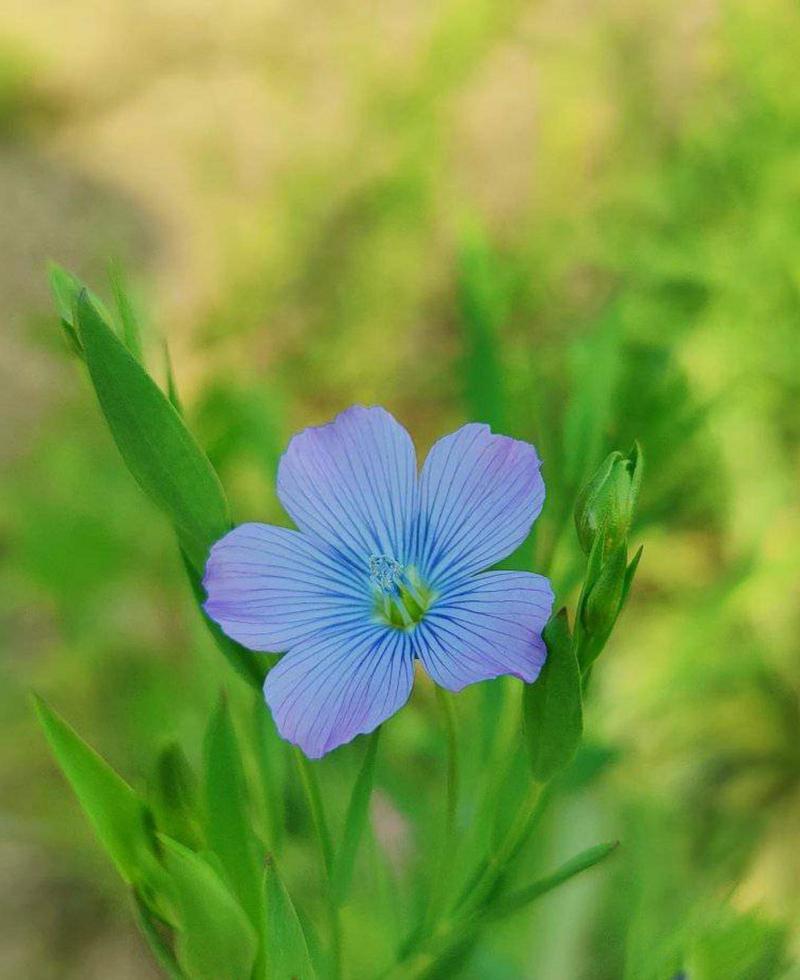 linum bienne, den bleka eller smalbladiga lin, vårblommande blomman. foto