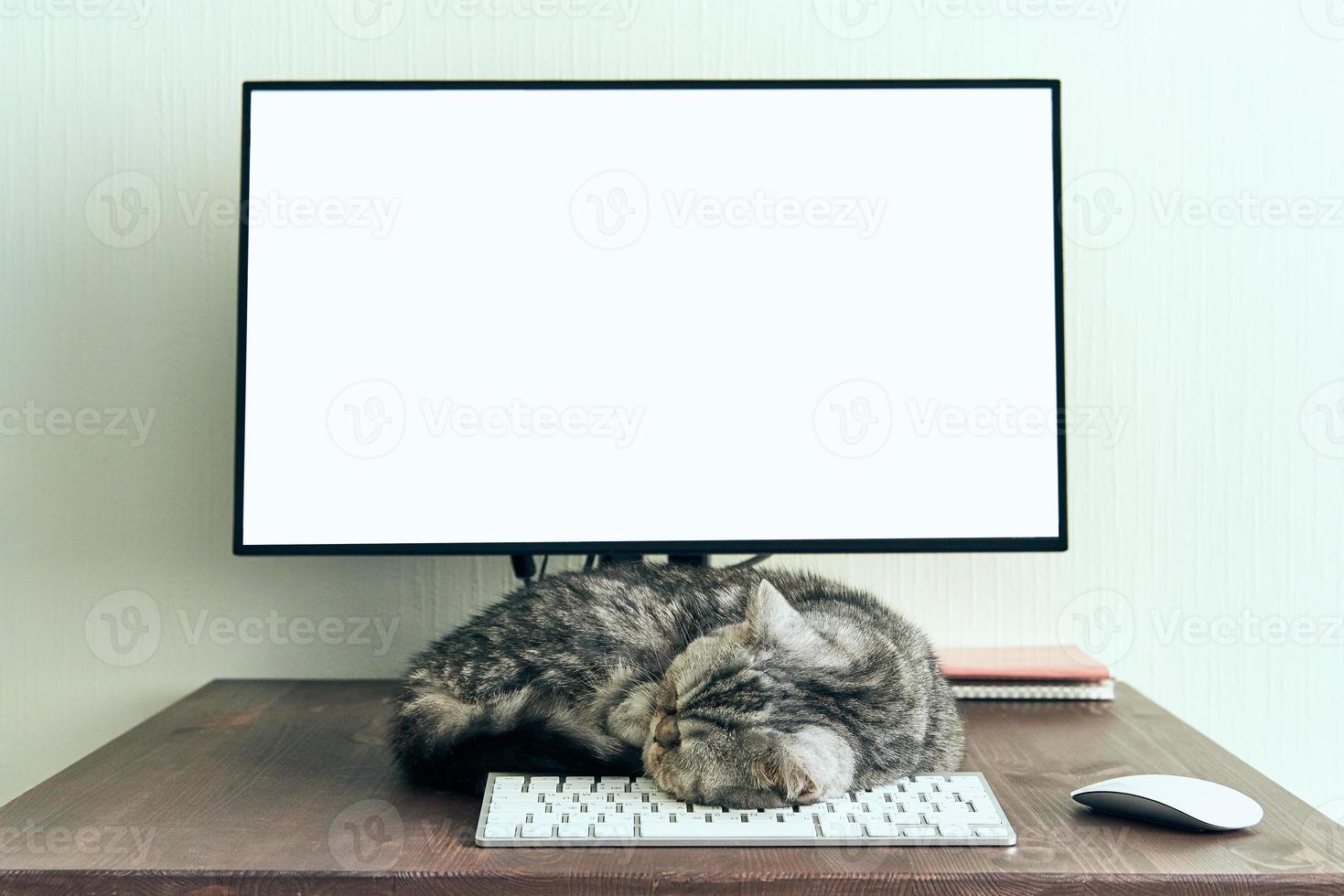 håll dig lugn och stanna hemma koncept. fluffig katt sover på skrivbordet bredvid datorn. foto