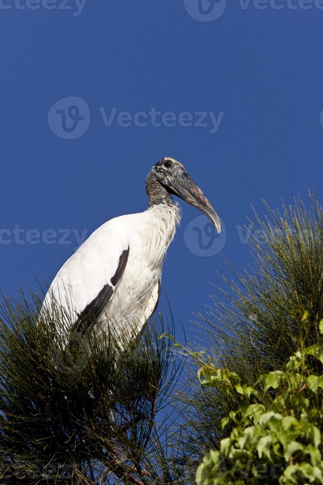 trä stork uppflugen i florida träd foto