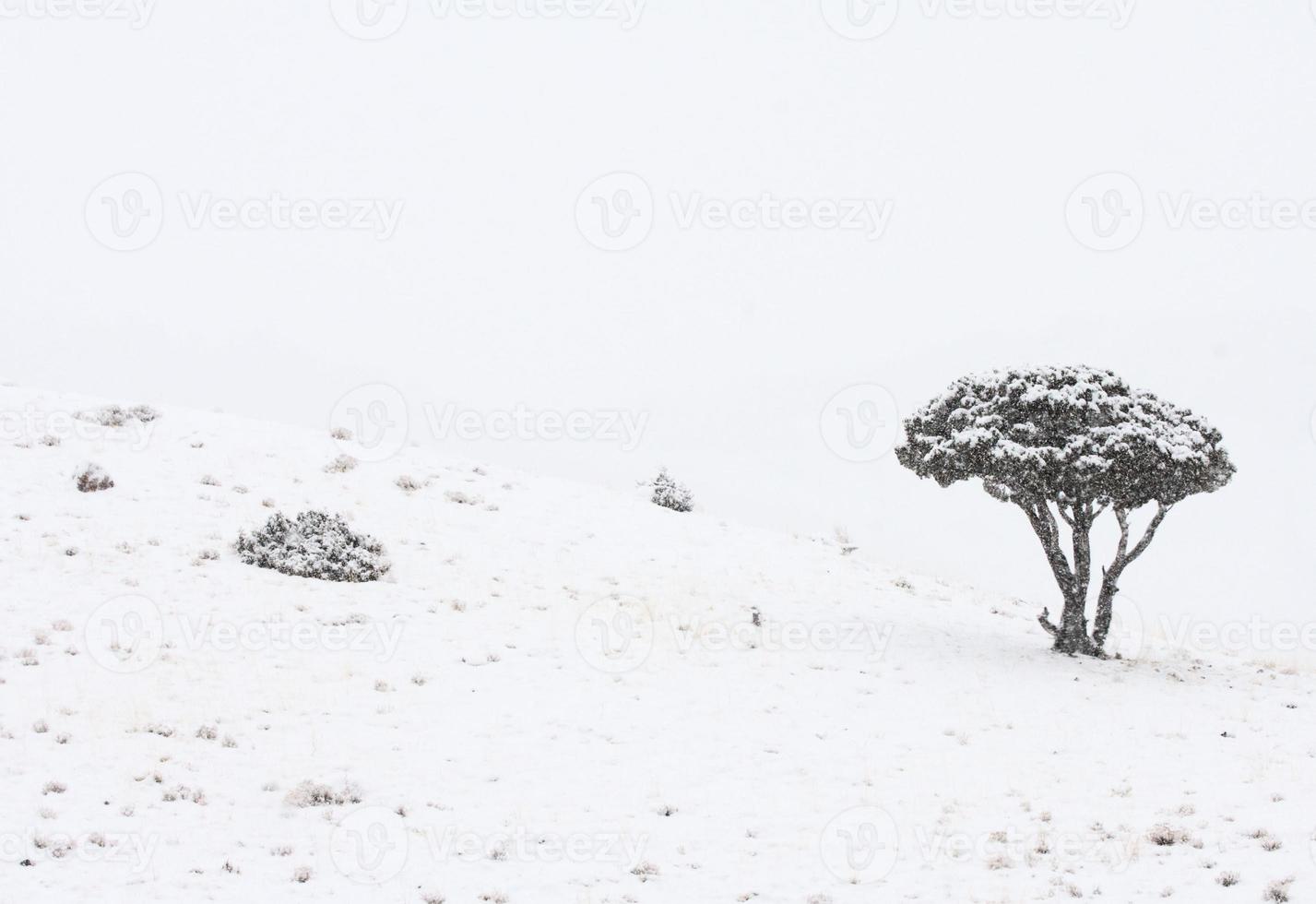 yellowstone park wyoming vinter snö foto