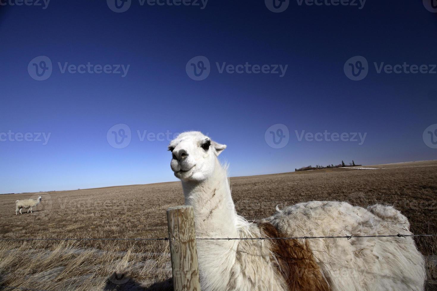 ett lama i en betesmark i Saskatchewan foto