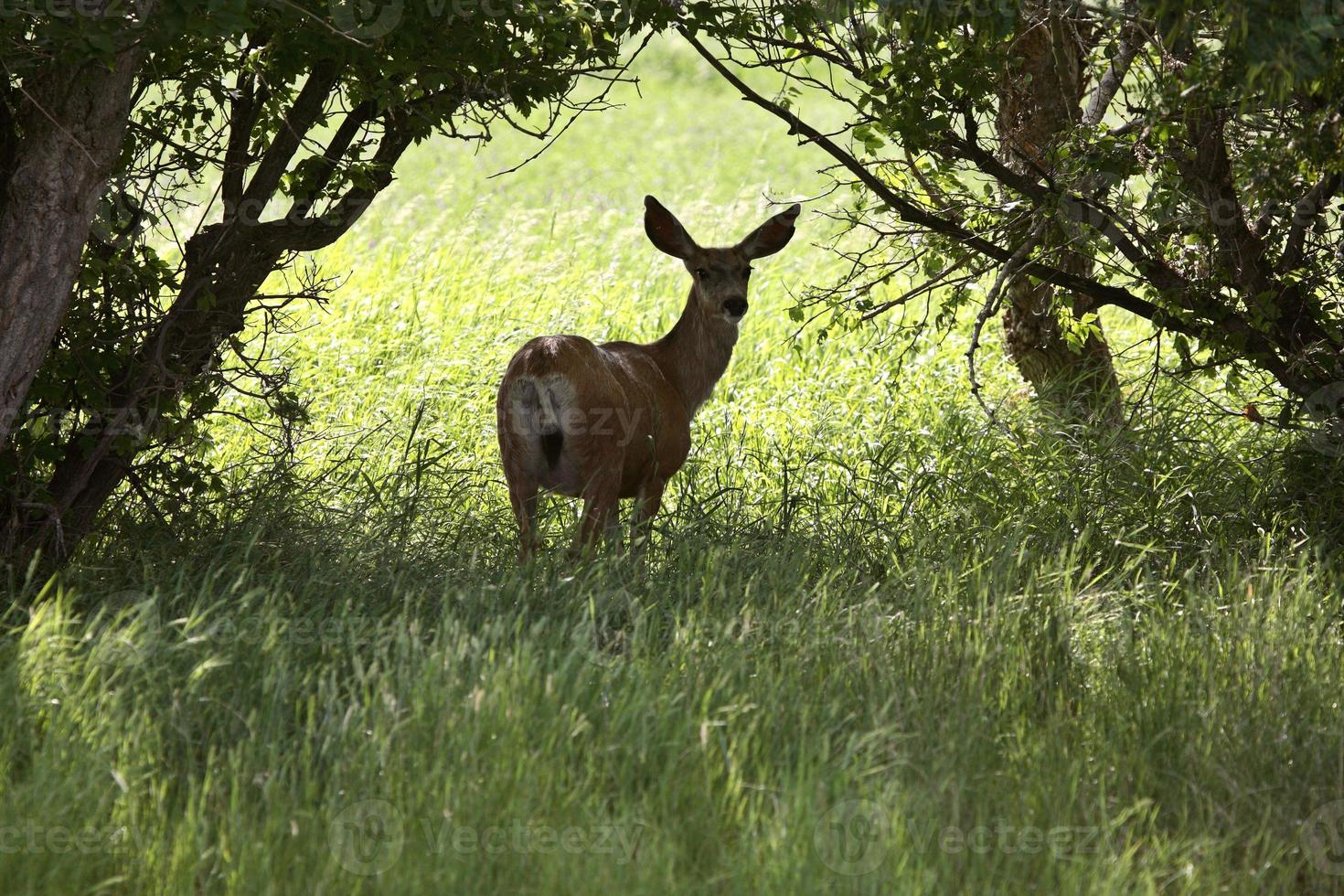 mule deer doe i skuggorna i natursköna saskatchewan foto