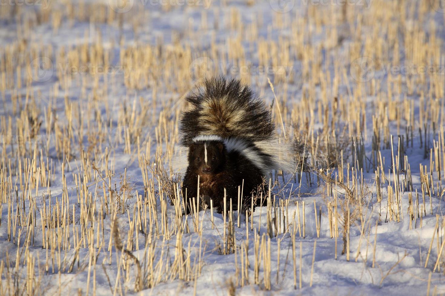 skunk i snötäckt fält foto