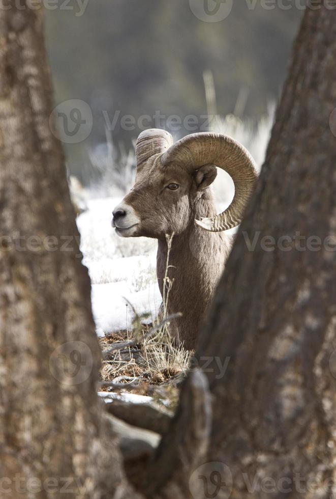 yellowstone park wyoming vinter snö big horn får foto