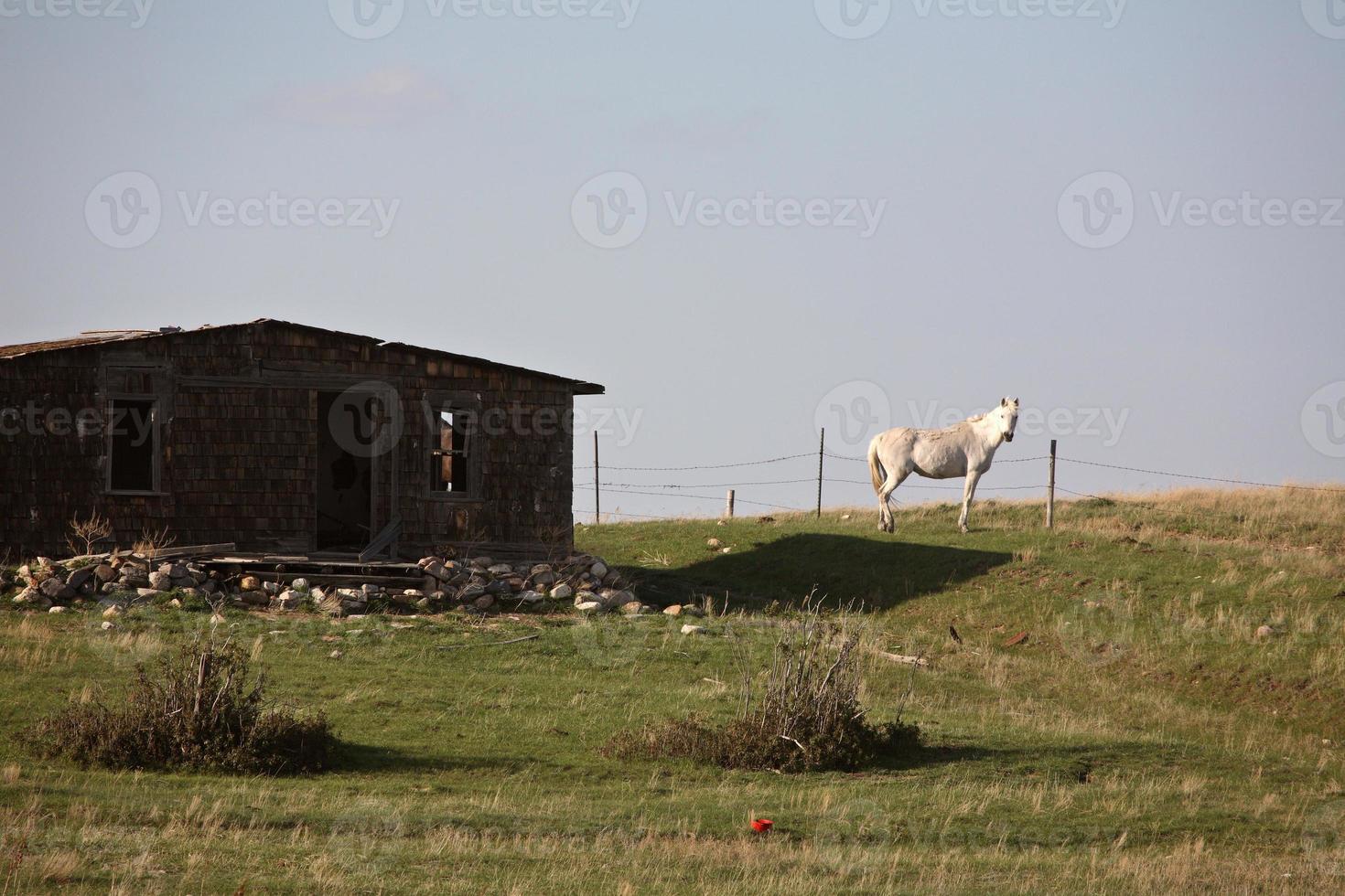 vit häst bredvid gammal gårdsbyggnad i saskatchewan foto