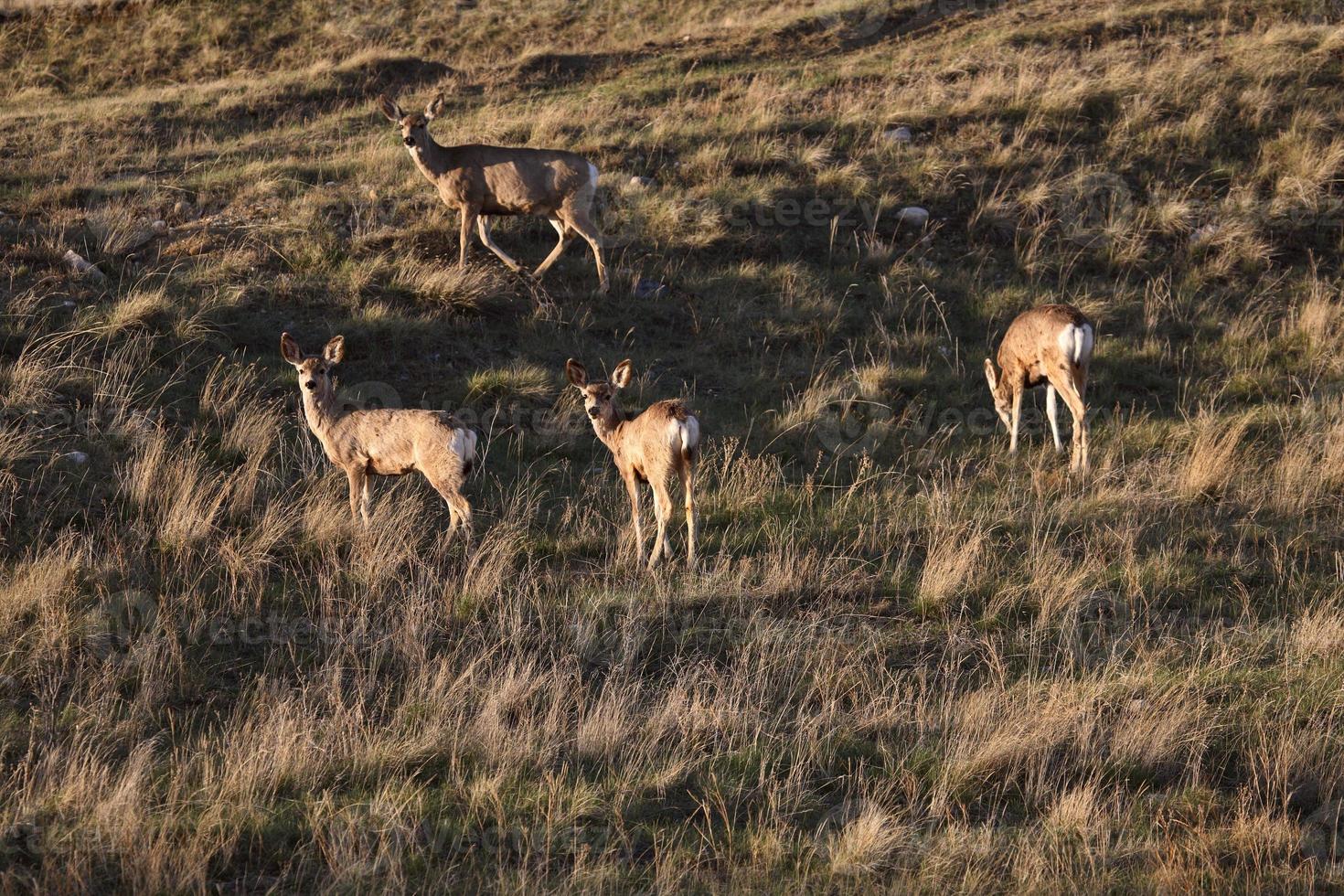 mule rådjur på våren i saskatchewan foto