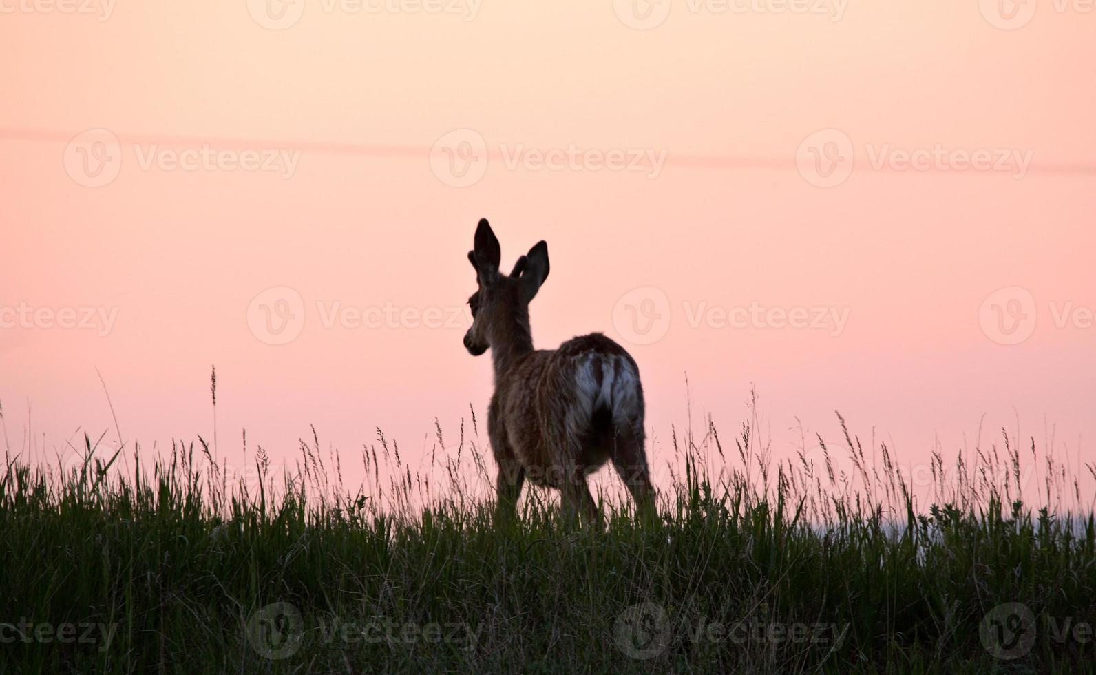 manlig mule hjort årling i ett saskatchewan fält foto