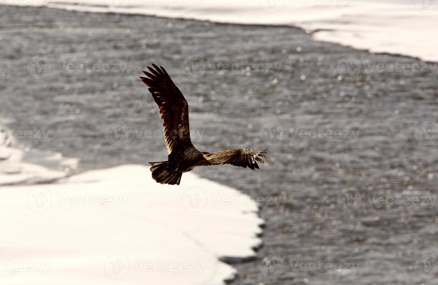 Bald Eagle flyger över floden foto
