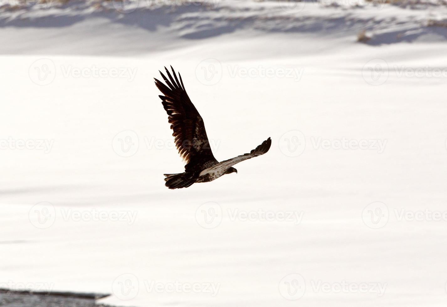 Bald Eagle flyger över floden foto