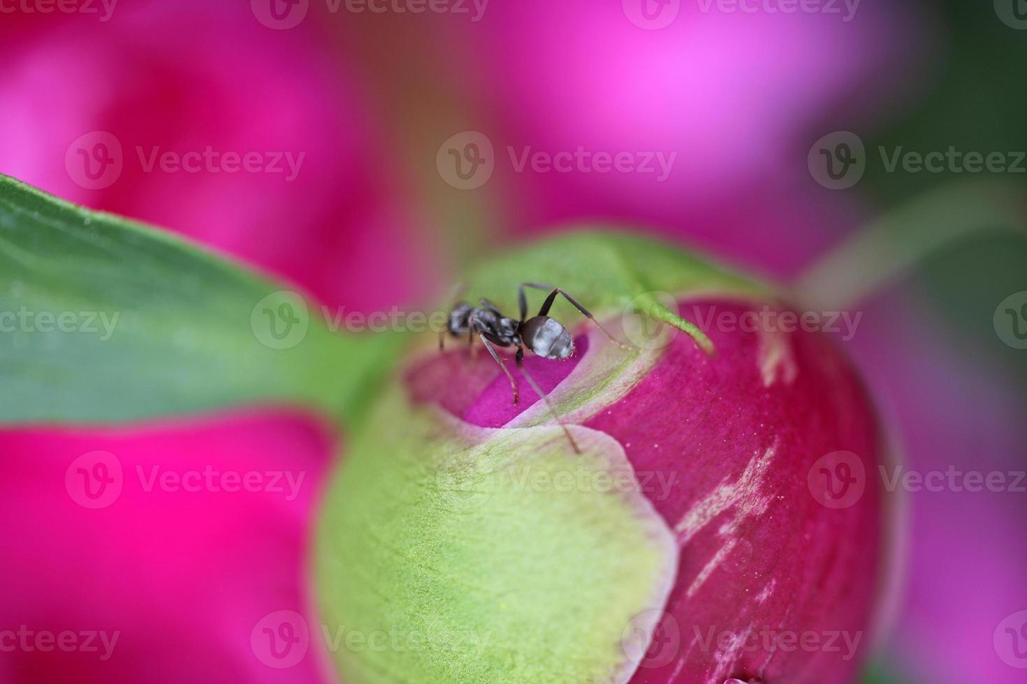 insekt på en saskatchewan blommande blomma foto