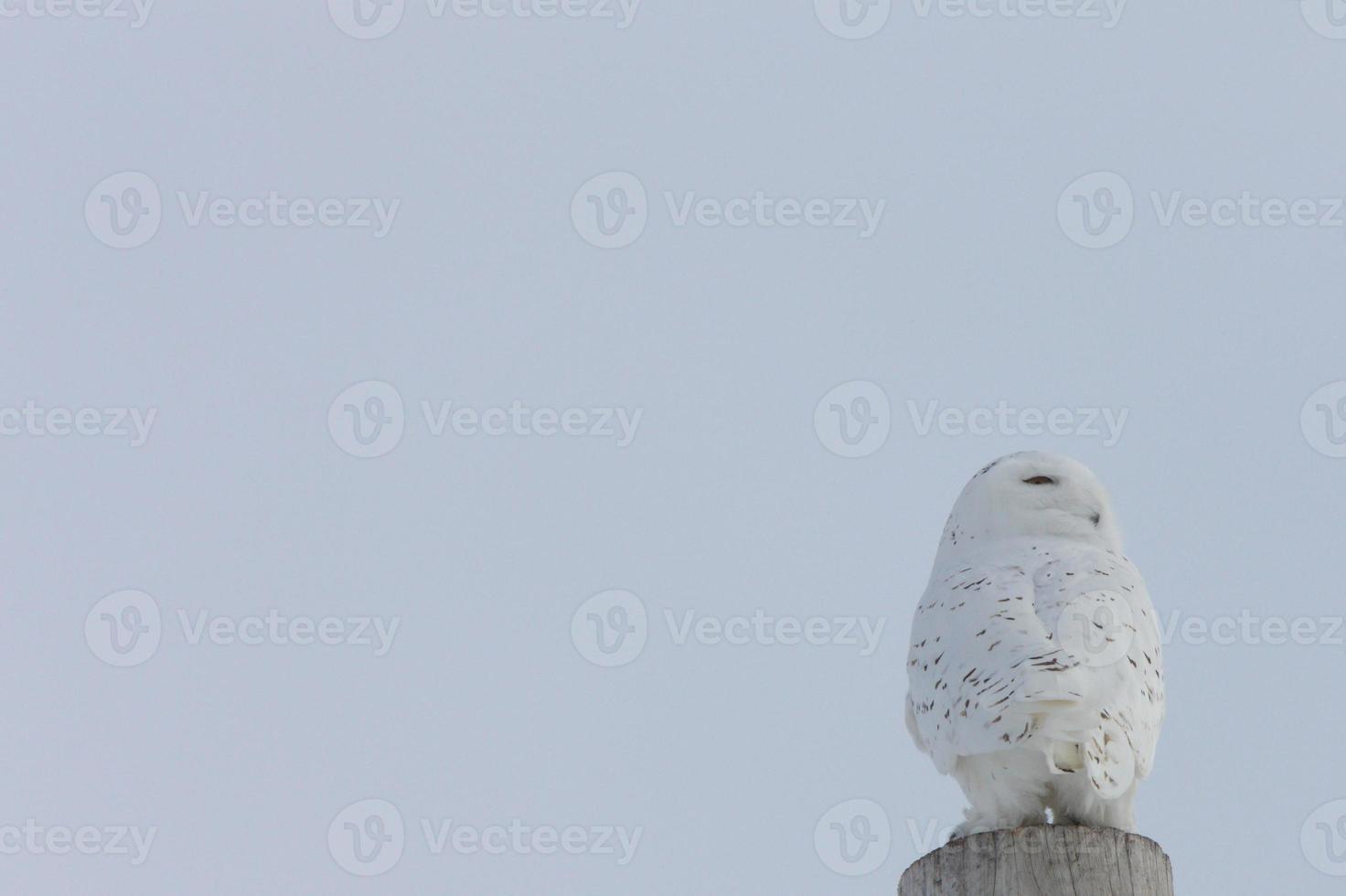 snöuggla kanada foto