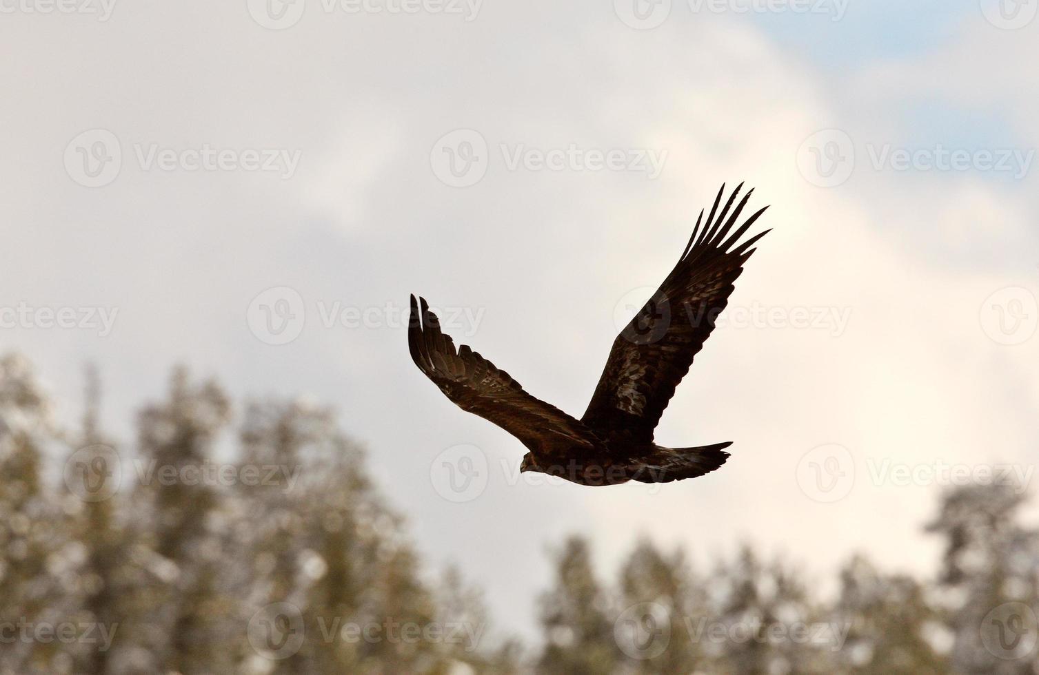 skallig örn under flykten foto