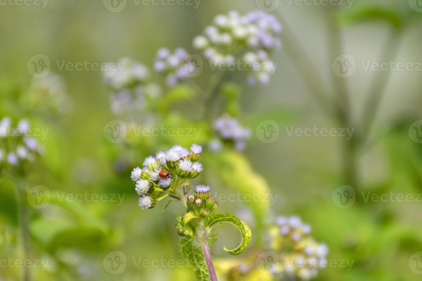 röd nyckelpiga eller nyckelpiga skalbagge, coccinellidae som sitter på dimblomma, vild ageraatum eller tandtrådsblomma foto