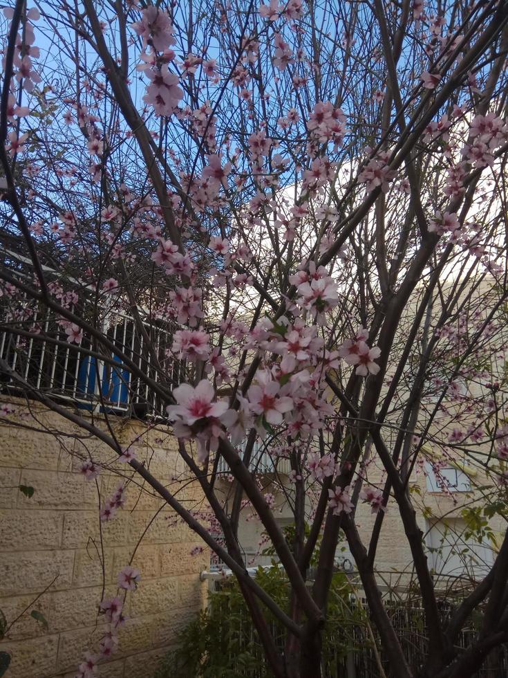 fantastiska blommor i Israels botaniska trädgårdar färgglada och vackra foto