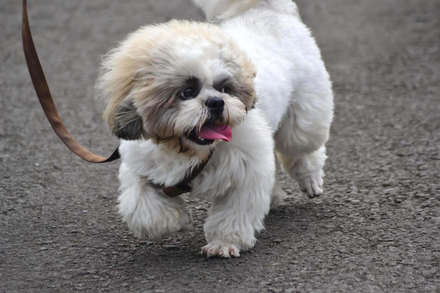 vacker maltesisk hund som går och leker i parken foto