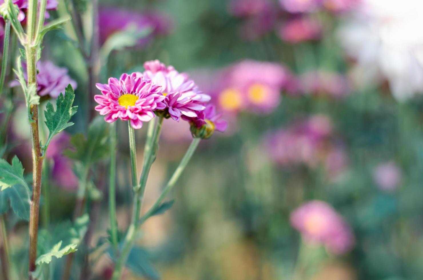 söta lila krysantemum som blommar i trädgården foto