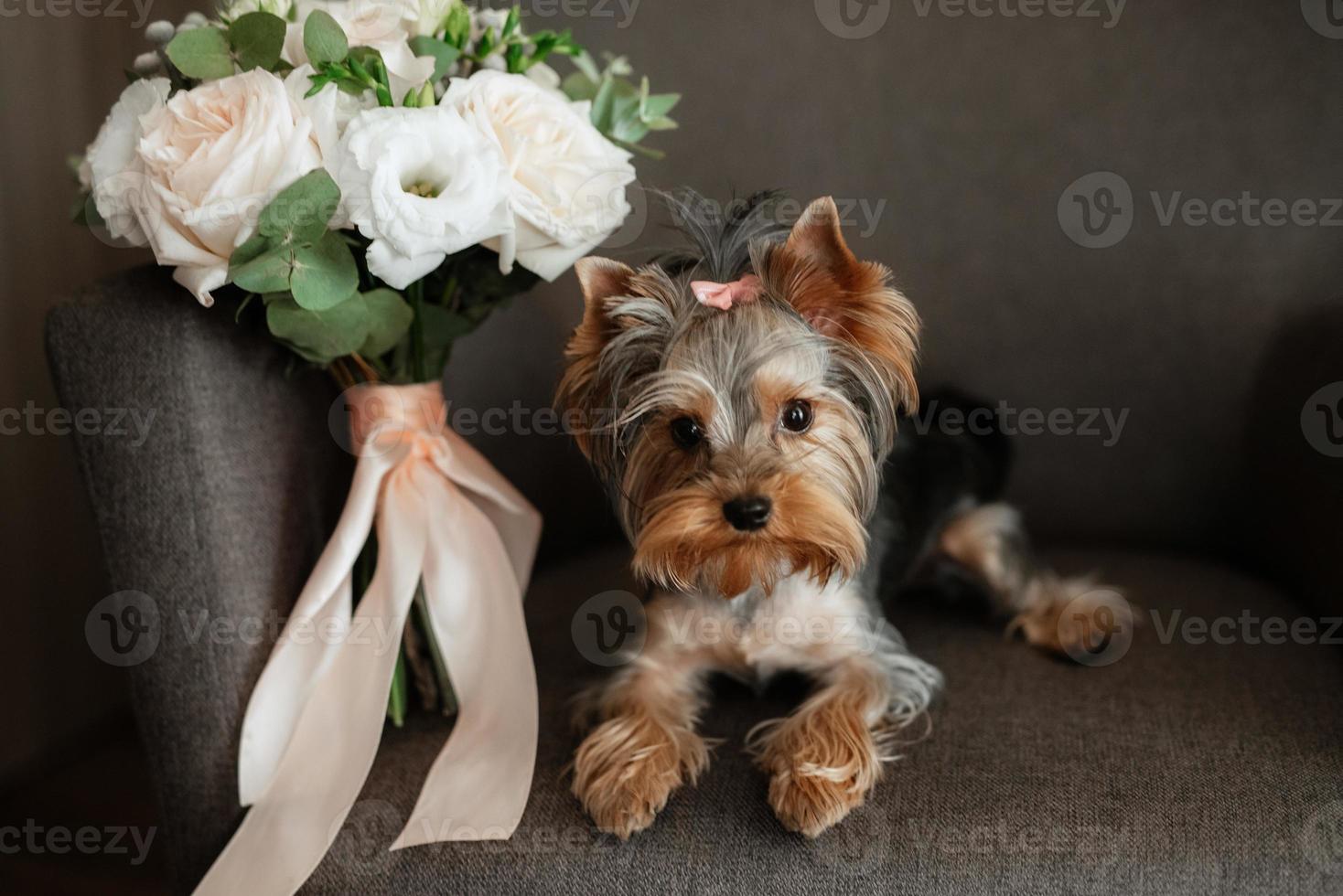 liten terrierhund på brudens morgon foto