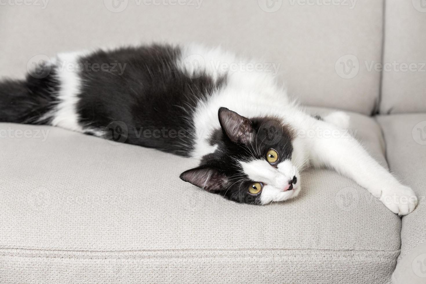 charmig fluffig katt som kopplar av på soffan i loungen foto