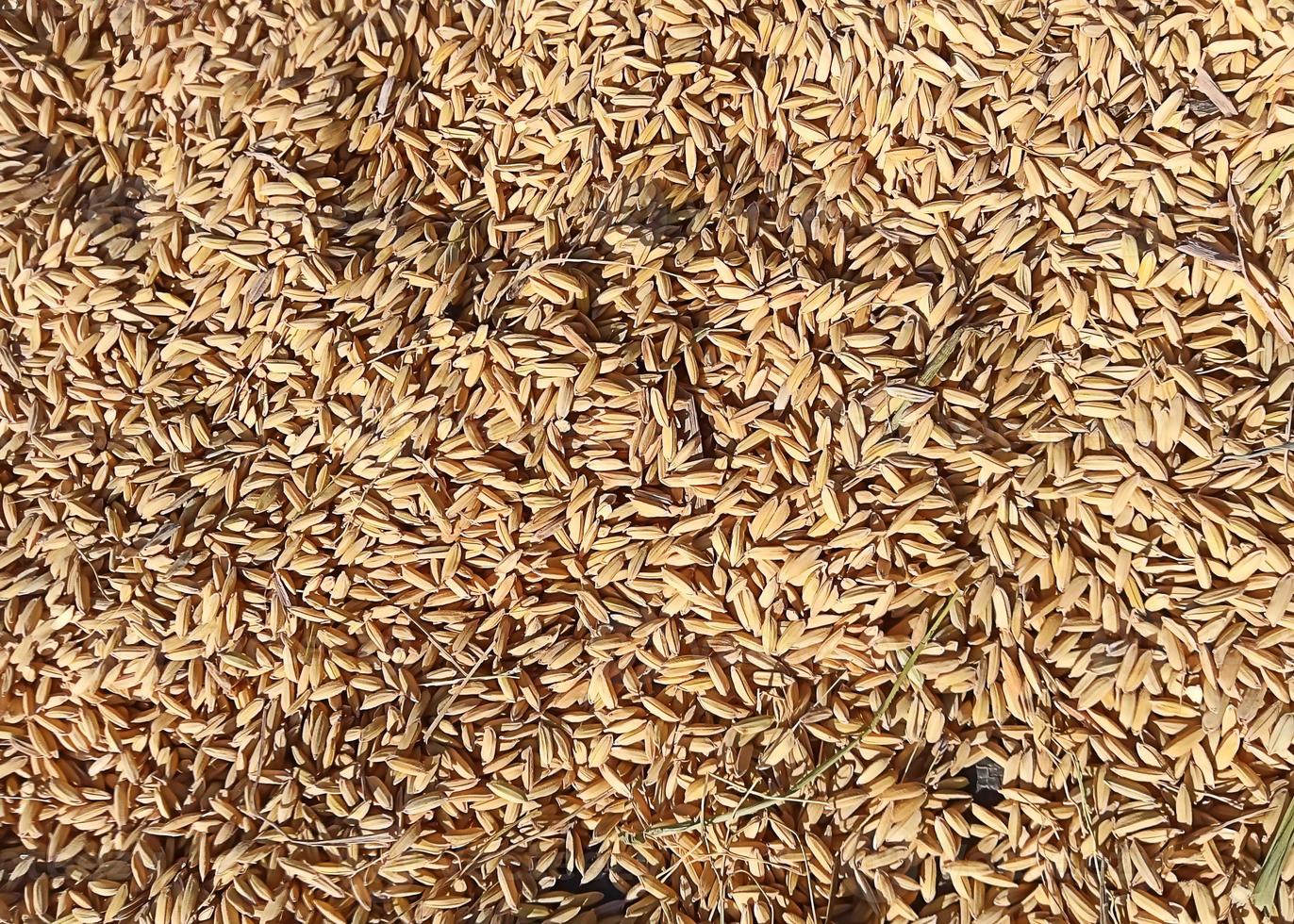 foto av torrt ris redo att slå