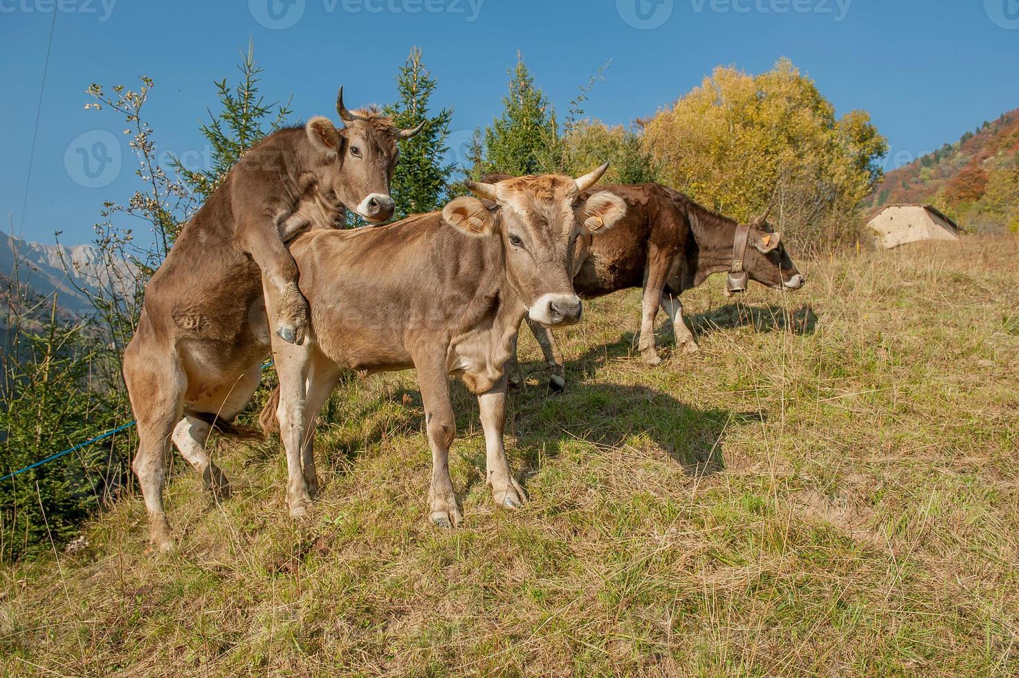 ko som försöker stiga foto