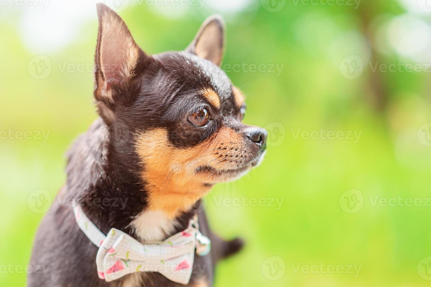 chihuahua hund profil på en grön suddig bakgrund. svart hund. chihuahua profil. foto