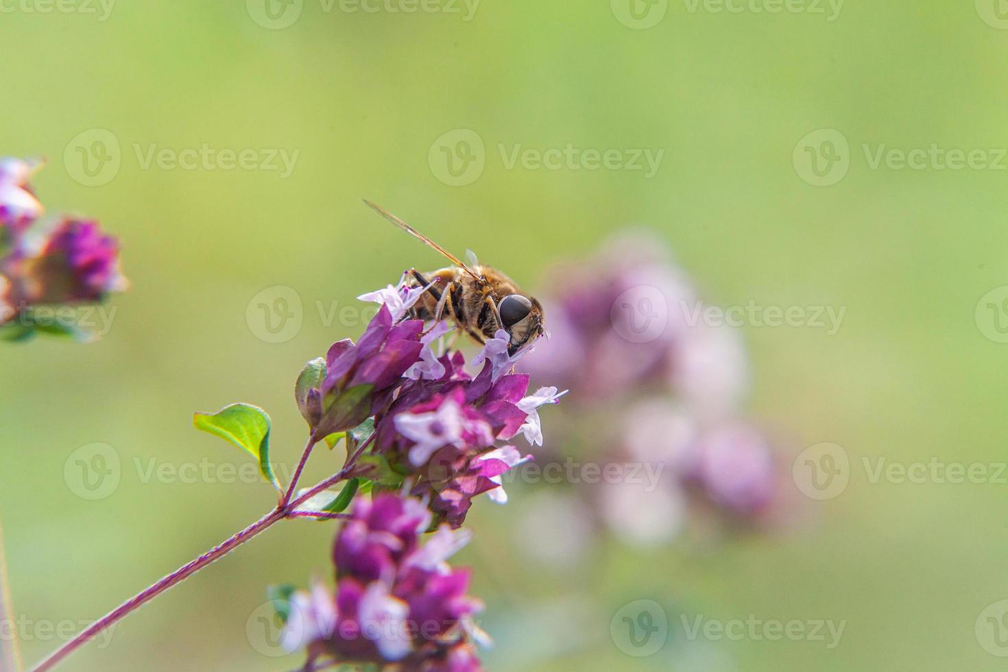 honungsbi täckt med gul pollen drick nektar, pollinerande rosa blomma. inspirerande naturlig blommig vår eller sommar blommande trädgård eller park bakgrund. insekters liv. makro närbild. foto