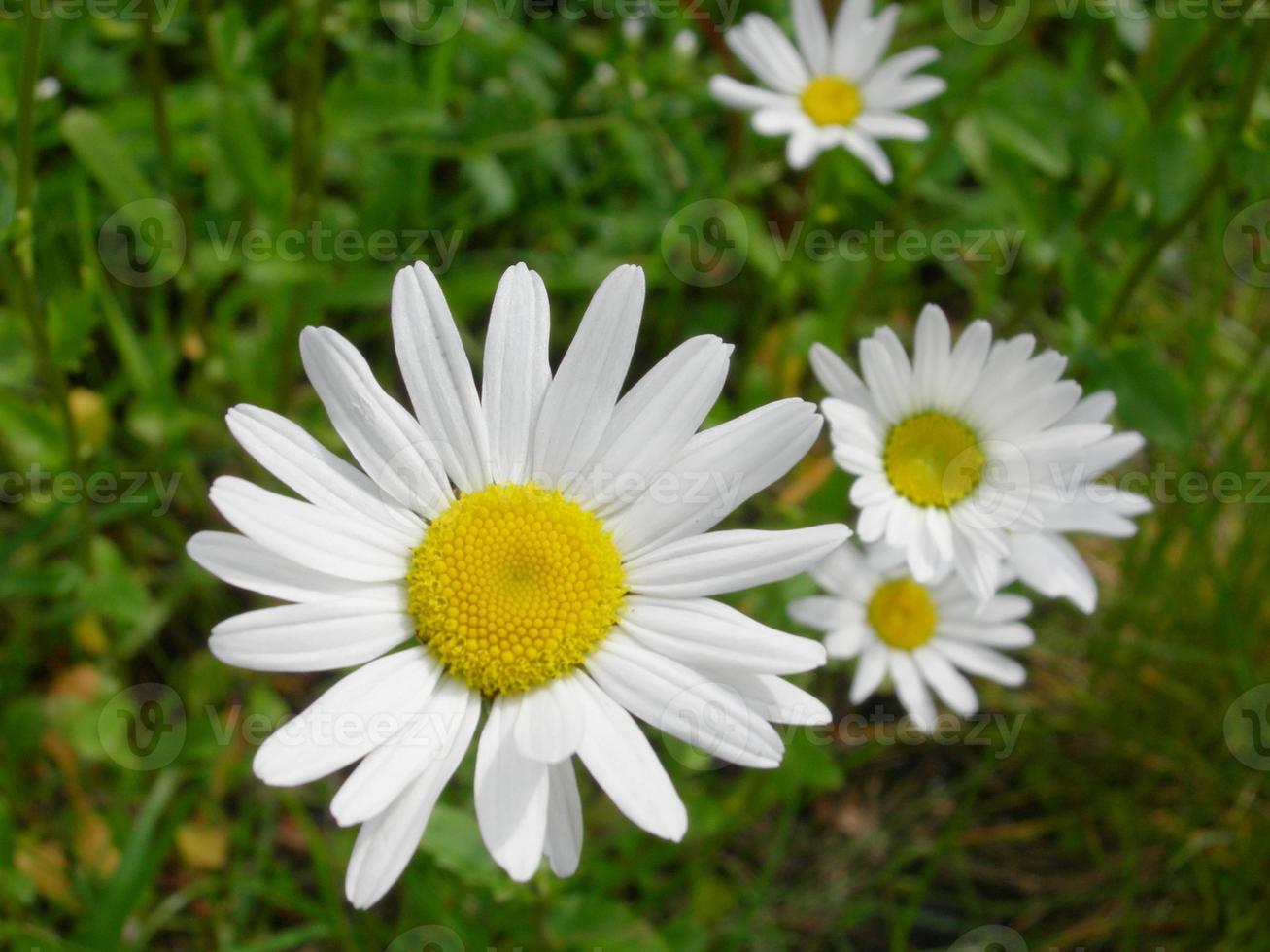 äng av tusensköna blommor eller bellis perennis foto