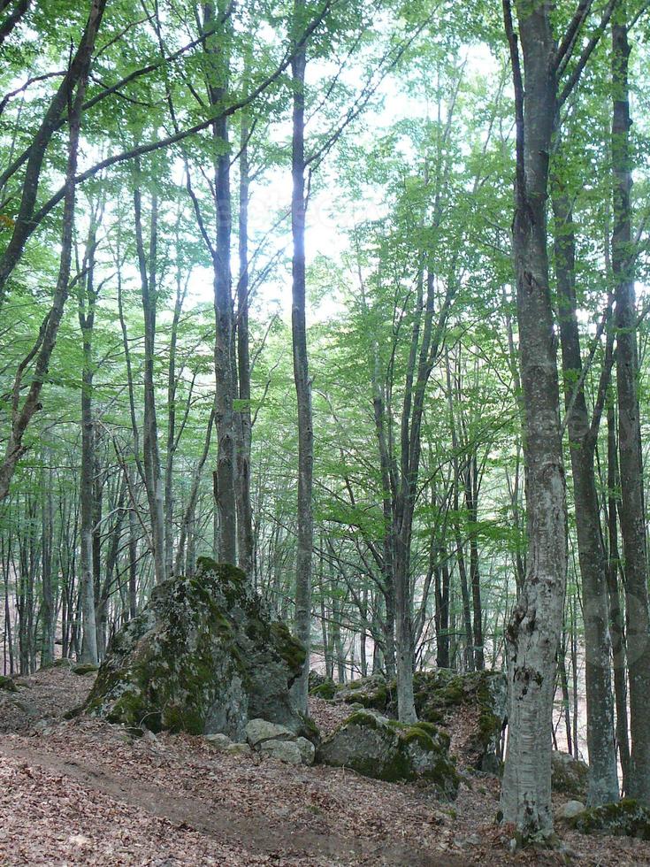 utsikt över Monte Amiata kullar och skogar, Toscana, Italien foto