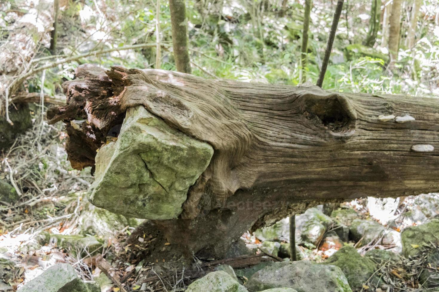 träd äter sten, omsluter stenbrott efter storm. foto