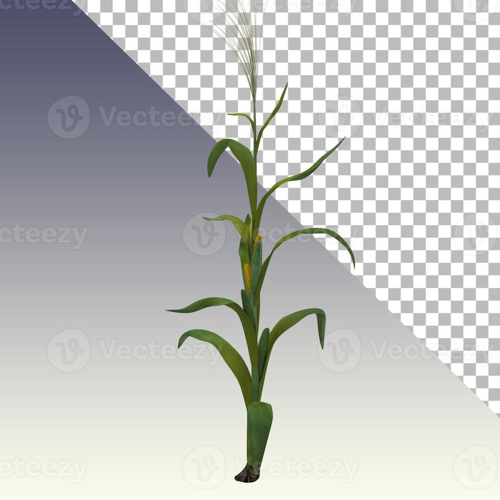 närbild visa 3D-rendering majsfält isolerade. foto