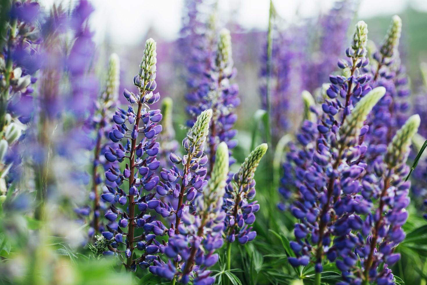 lila lupin blommor i grönt gräs foto