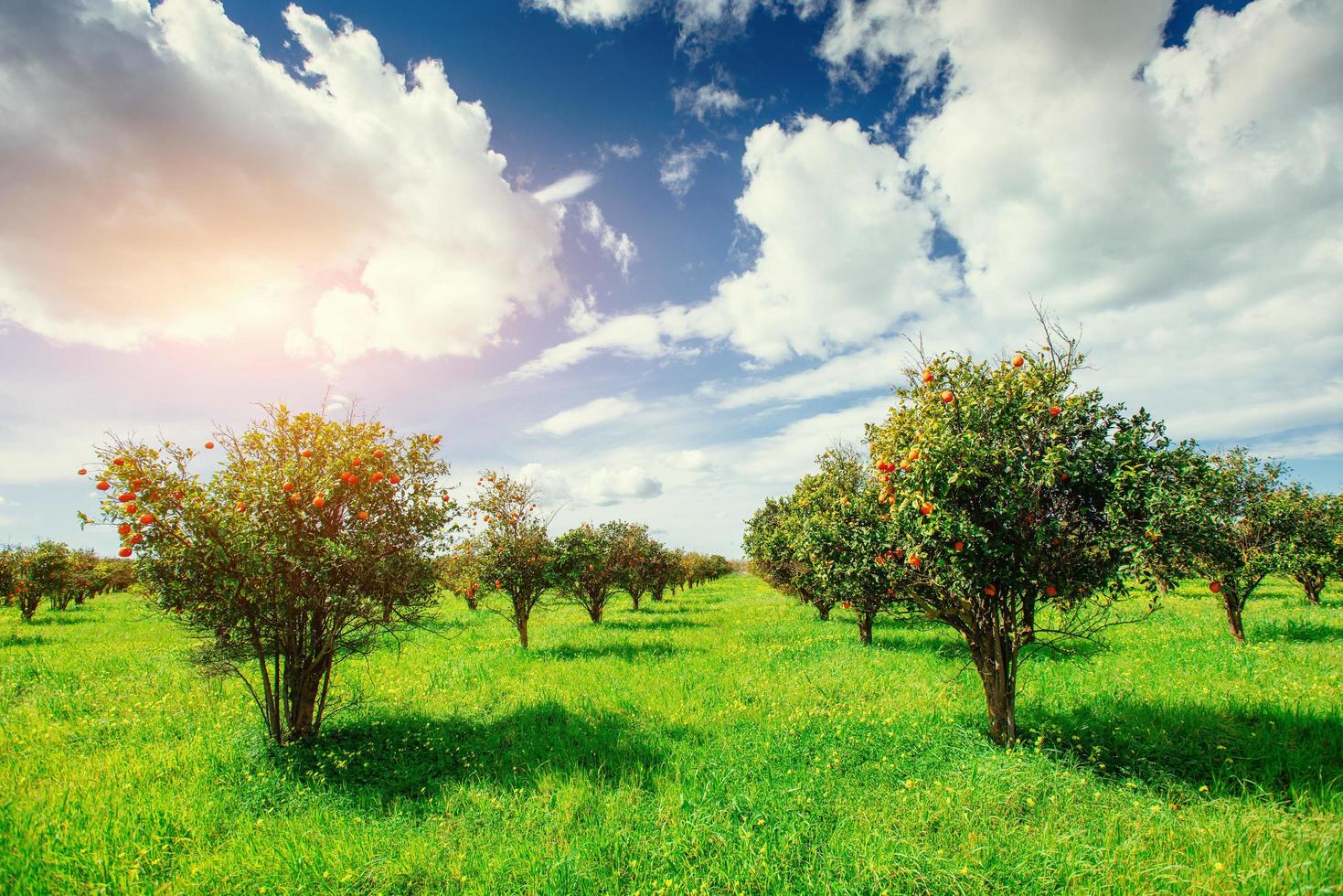 apelsinträd plantager. Sicilien Italien Europa foto