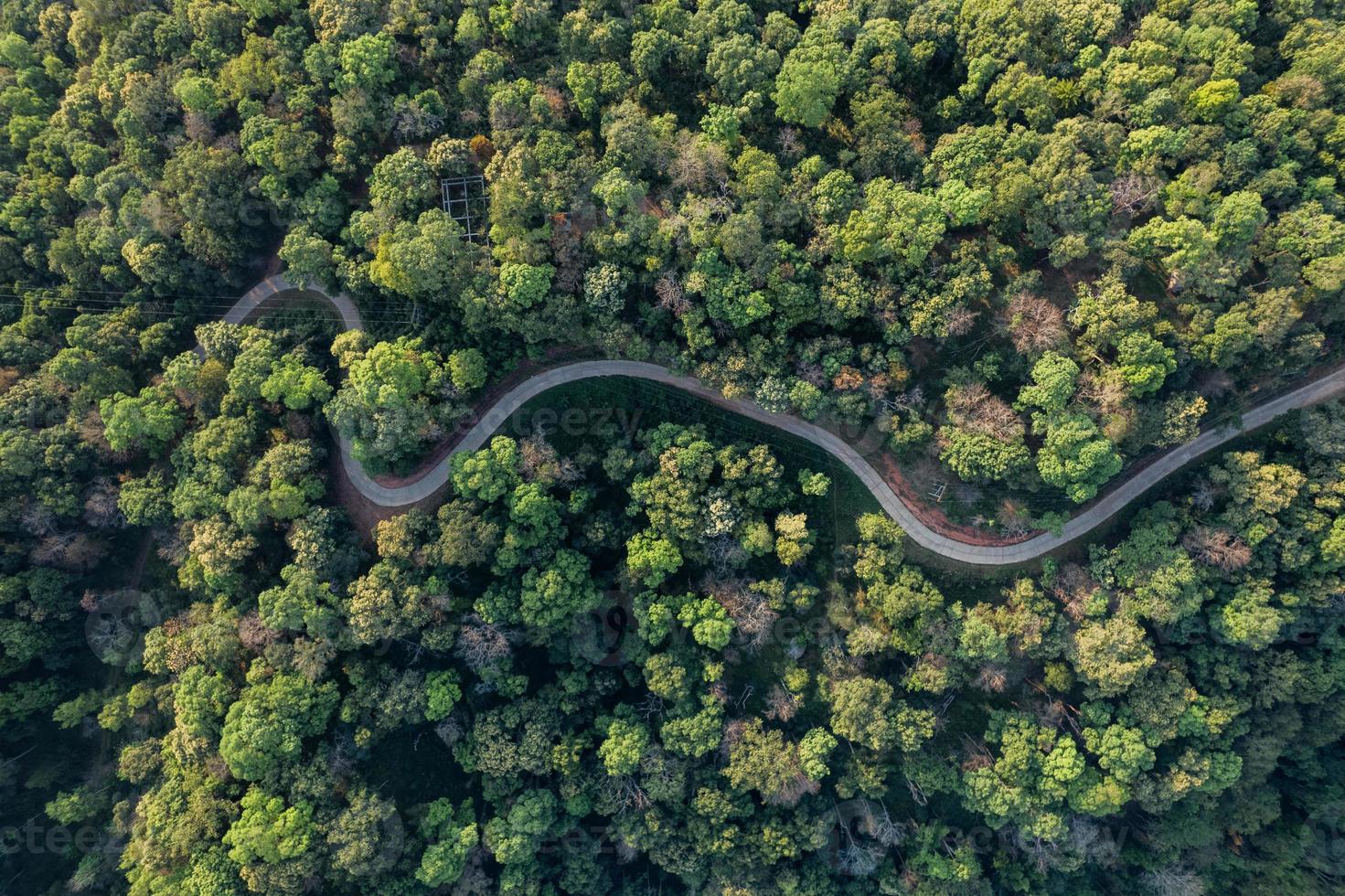 högvinkel tropisk skog och väg in i skogen foto