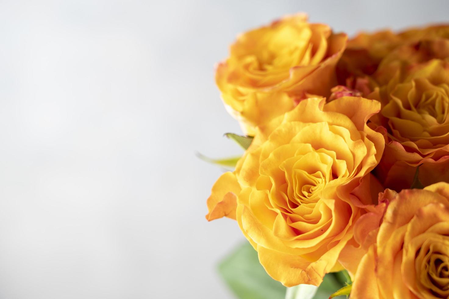 närbild orange gul ros blommor bukett med kopia utrymme grå bakgrund. foto