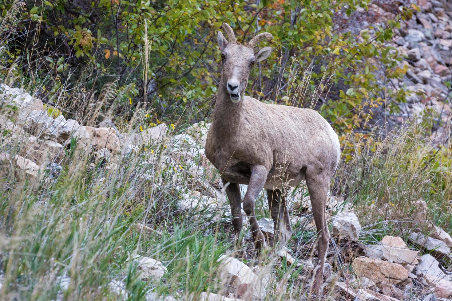 storhornsfår på en stenig kulle i wyoming foto