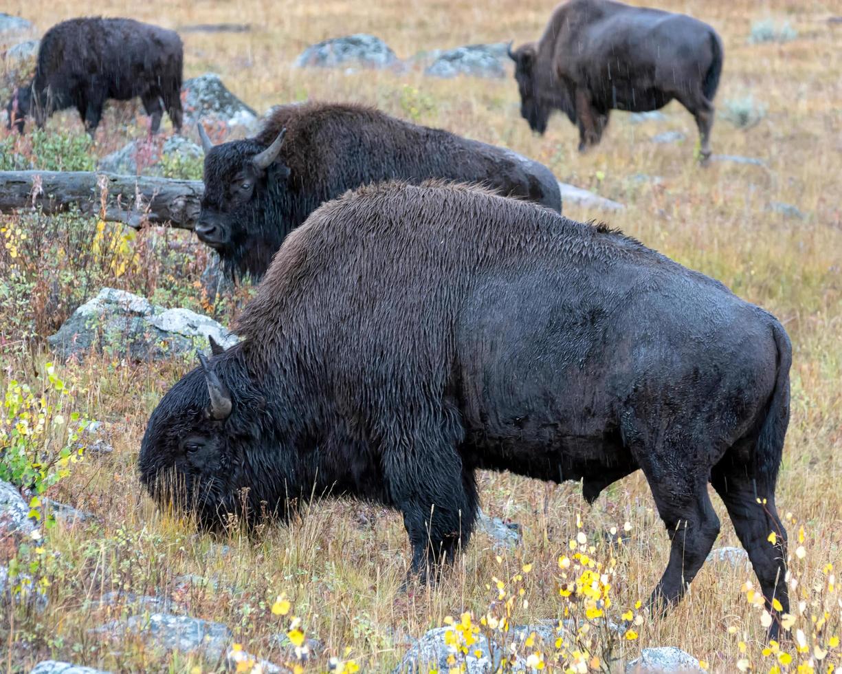 amerikansk bison på slätten i gulsten foto