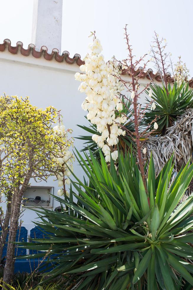 yucca filamentosa, adamnål, med vippor av vita klockformade blommor. vila nova de milfontes foto